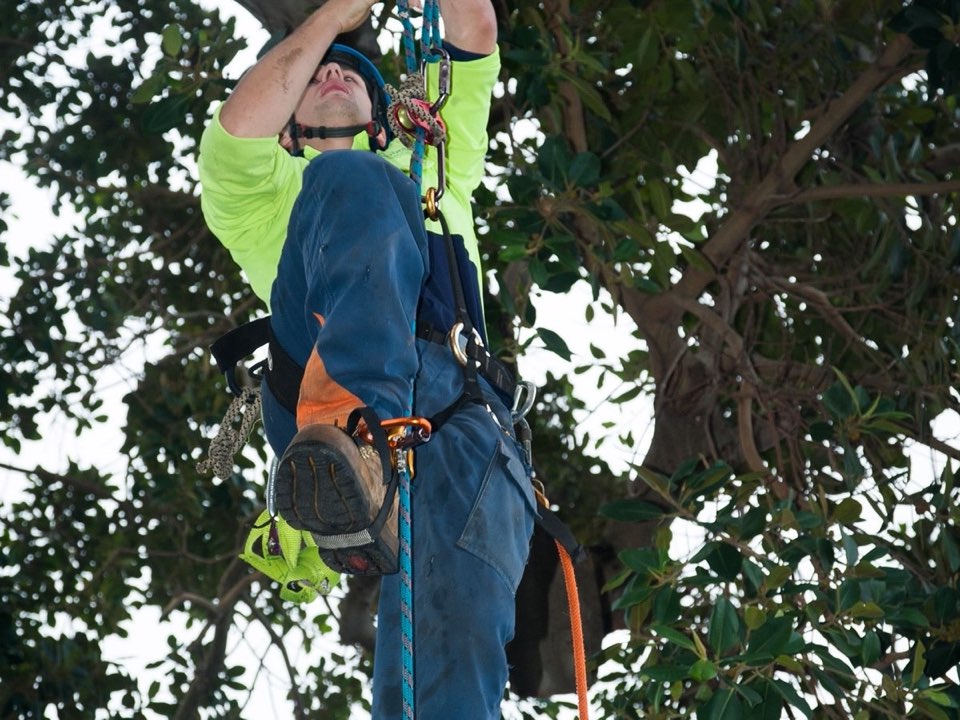 Qualified arborist working in a mature tree during a property survey in West Midlands